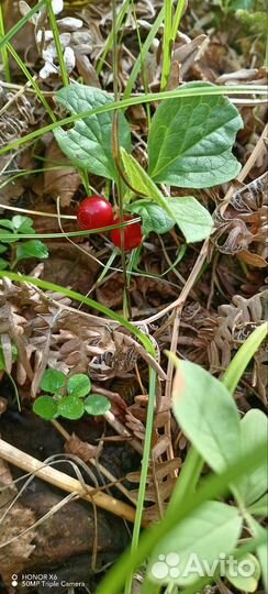 Красника клоповка