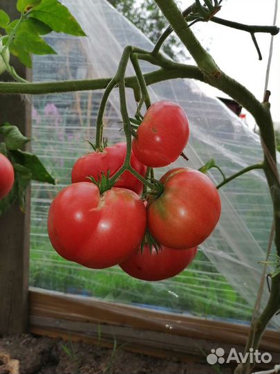 Томаты-победители 2023