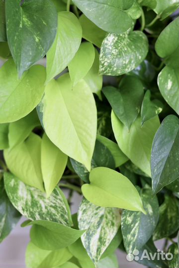 Эпипремнум, сциндапсус, рафидофора, филодендрон