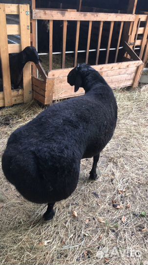 Гисар (кочкар)