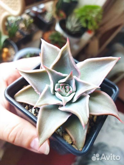 Эхеверия Мадиба