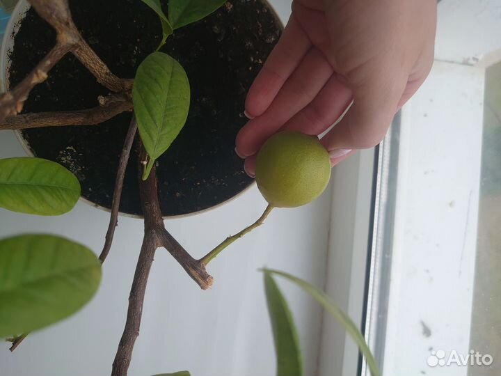 Мандарин с плодами