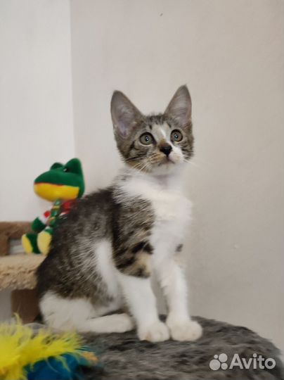 Котенок в добрые руки