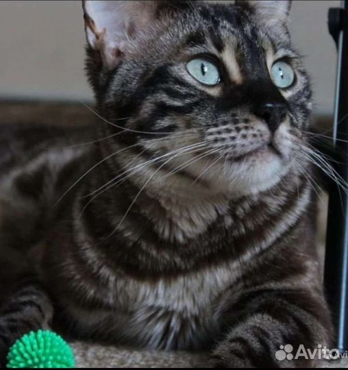 Бенгалы подростки