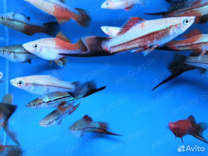 Меченосец зелёный радужный разводной