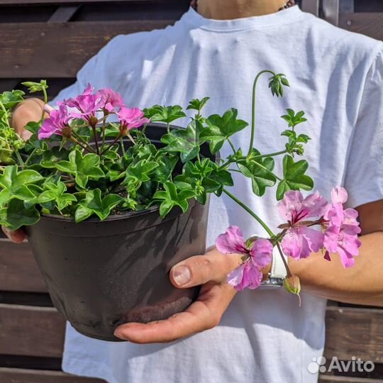 Пеларгония ампельная, саженцы