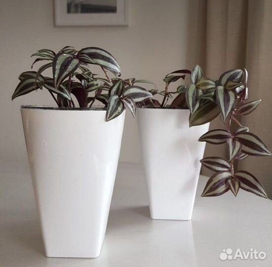 Традесканция зебрина