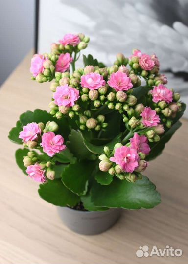 Каланхоэ цветущий