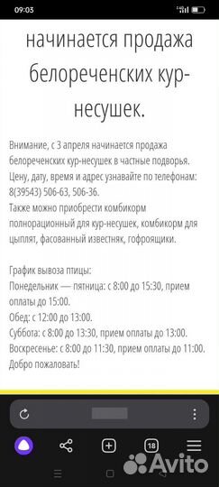 Куры несушки