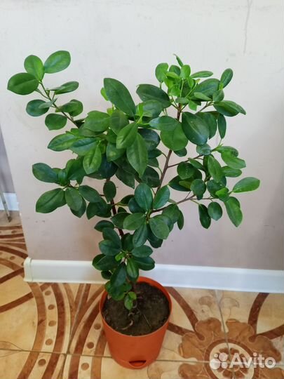 Фикус мокламе