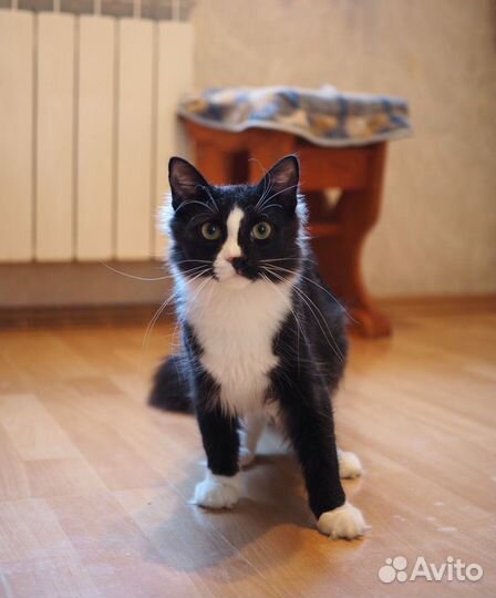 Очень красивый котенок Лисик ищет дом