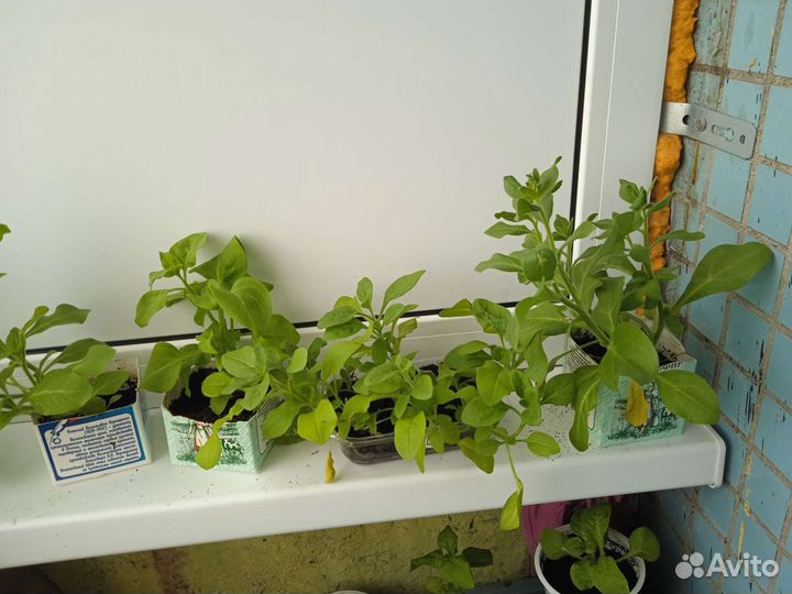 Рассада цветы Петуния