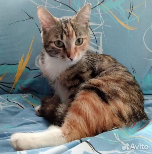 Замурчательная Кошка Мурочка в дар