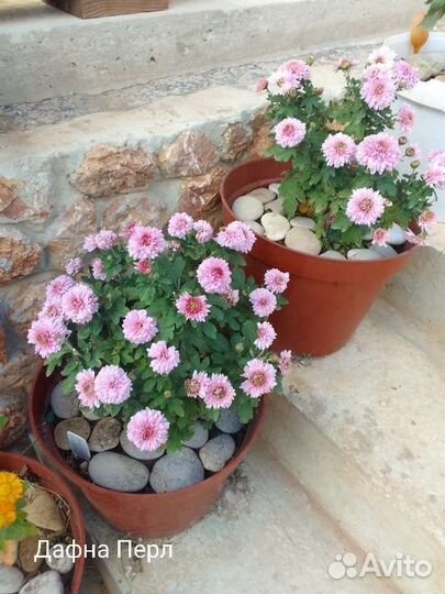 Корни хризантемы