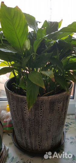 Забронировано