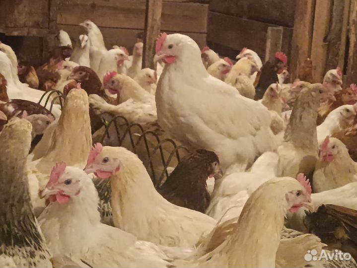 Куры и петухи