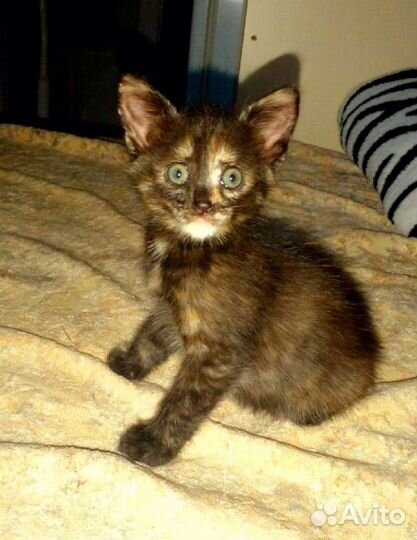 Котёнок