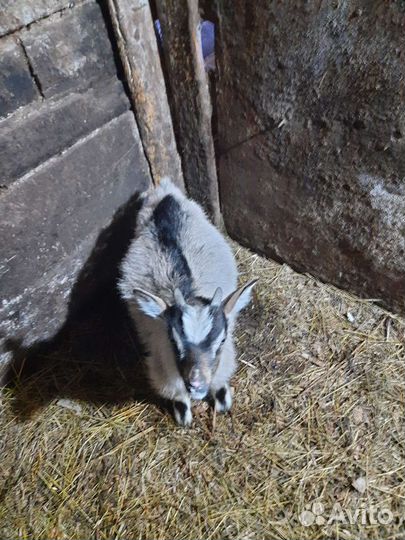 Козы дойные, Чешский козлик от высокоудойной козы