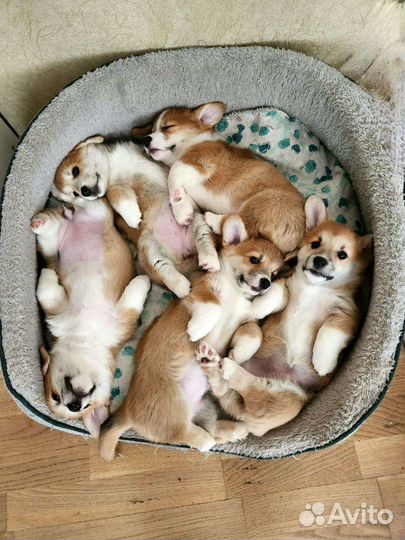 Щенки вельш-корги (коржики)