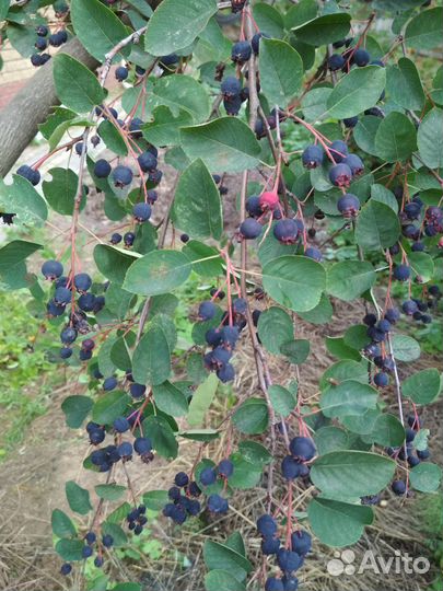 Малина, смородина, крыжовник, ирга, вишня, сирень