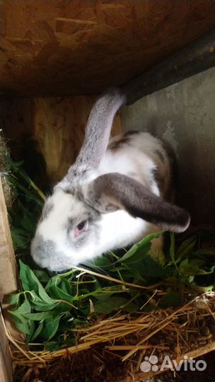 Крольчата, кролики, племенные кроли, крольчатина