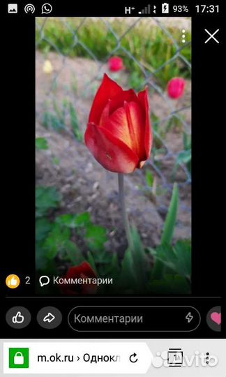 Луковицы тюльпанов, нарцысов ит.д