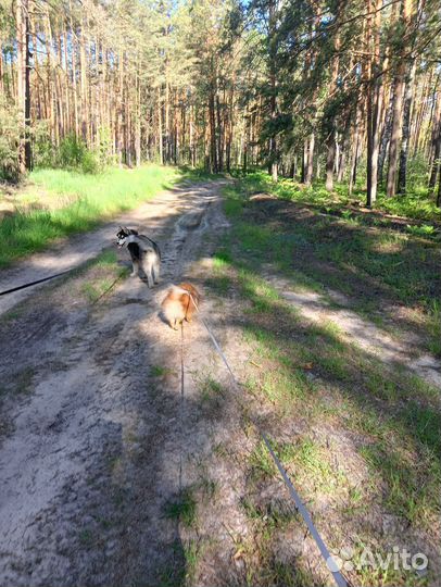 Домашняя передержка собак, кошек в загородном доме