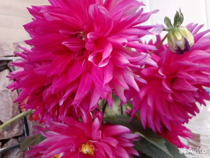 Георгины клубни