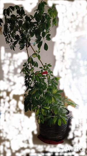 Продам цветы комнатные