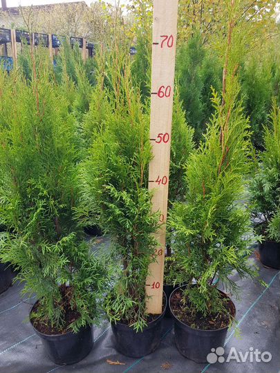 Туя Смарагд 90+ см Туи Smaragd