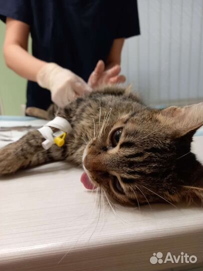 Кастрация кота 2000