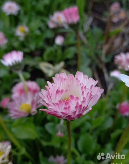 Маргаритки рассада