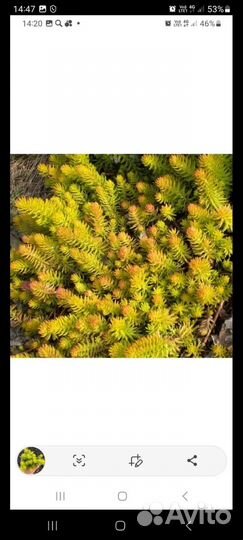 Почвопокровные растения