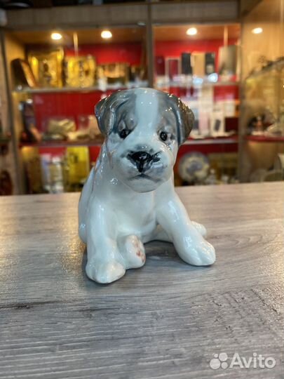 Щенок зик Конаково 1950