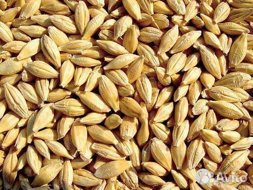 Зерно ячмень