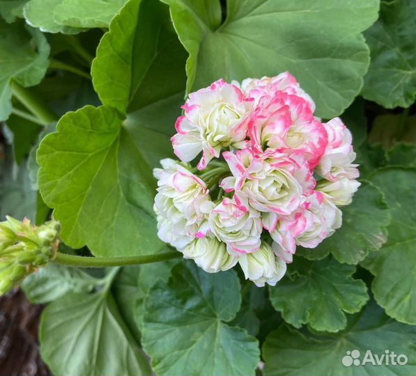 Пеларгония герань