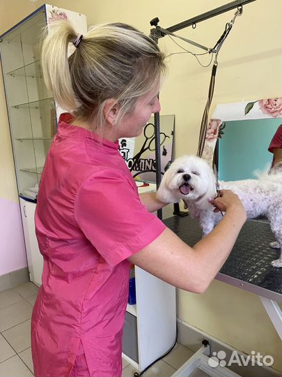 Стрижка собак. Груминг. Вычёсывание. Мойка
