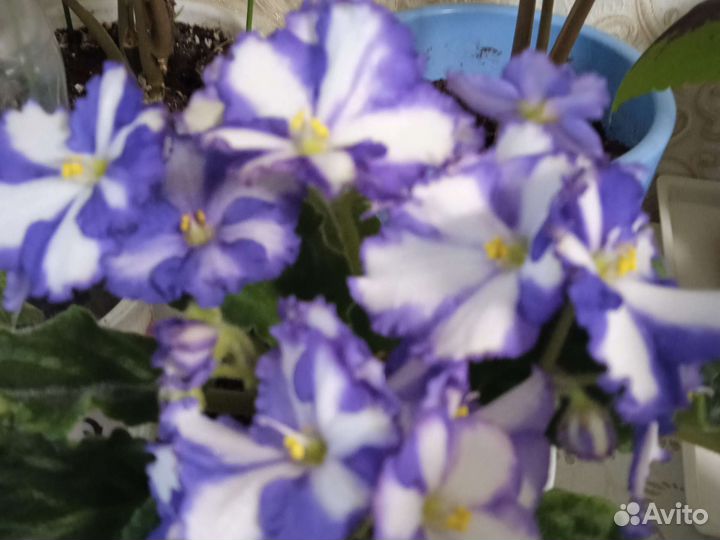 Комнатные цветы