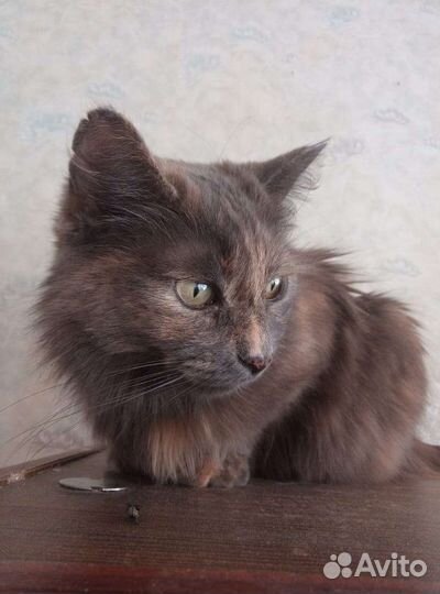 Кошечка в добрые руки