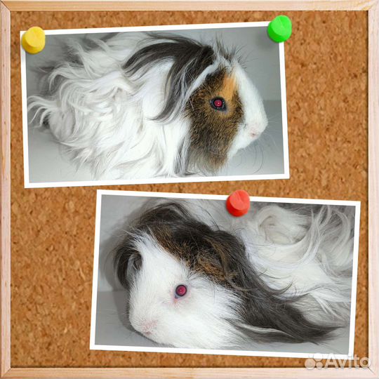 Морские свинки лункария