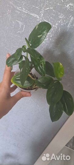 Филодендрон