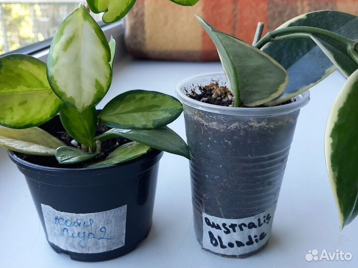 Комнатные растения