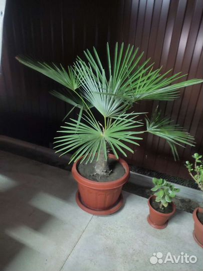 Пальма большая