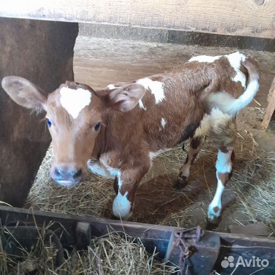 Тёлка Красной Датской породы продается