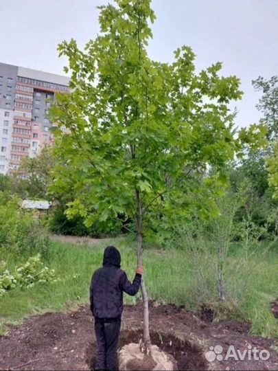 Саженцы клена