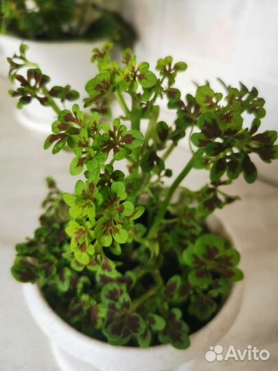 Отростки колеуса (2 вида)