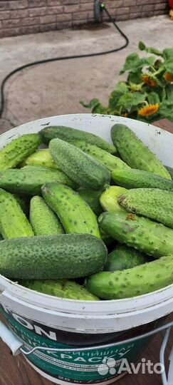 Огурцы свежие домашние