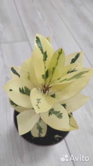 Фикус микрокарпа альбомаргината (фикус Альба)