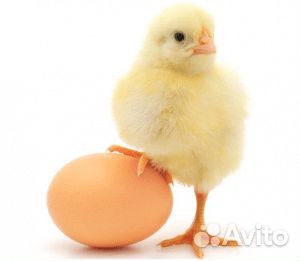 Упаковщик на птицефабрику вахта