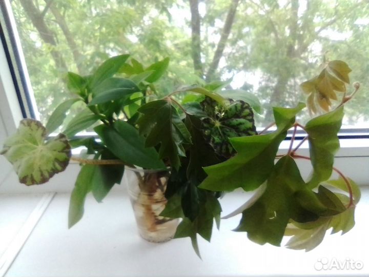 Пеларгонии, абутилоны, перец и др. растения